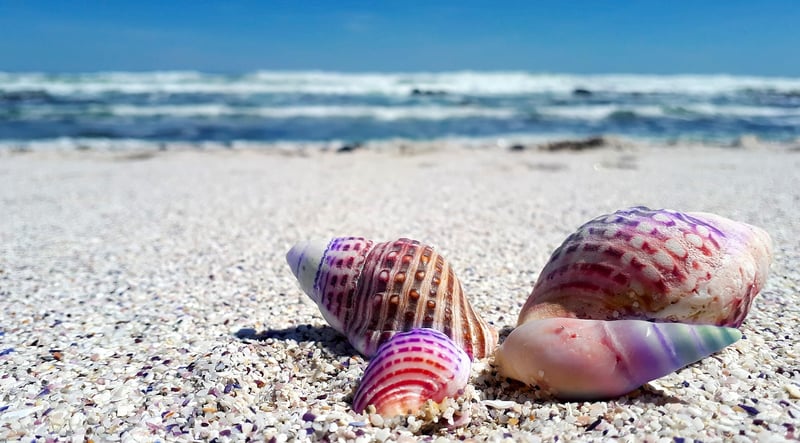 Exotic Seashores